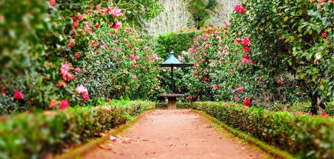 Glencoe Remodeling path surrounding by flowers